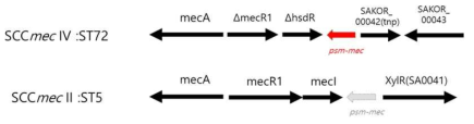 ST72-MRSA에서 psm-mec 삽입 위치 및 ST5-MRSA에서 psm-mec 결실 위치