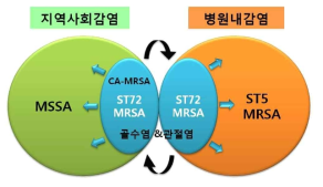 지역사회 및 병원내에서 MRSA 균주의 유행 양상