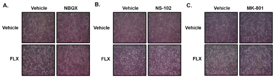 Effect of ionotropic glutamate receptor antagonists (NBQX, NS-102, and MK-801) on FLX-induced cell morphology change