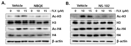 Effects of NBQX and NS-102 on FLX-induced histone acetylation