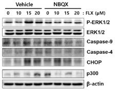 Effects of ionotropic glutamate receptor antagonists (NBQX and NS-102) on FLX-induced activation of upstream signaling events (ERK1/2, caspases, CHOP, and p300)