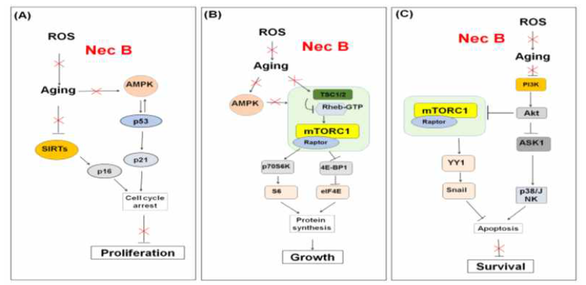 Schematic model for the effect of NecB on cell proliferation (A), growth (B), and survival (C) in near-senescent HDFs