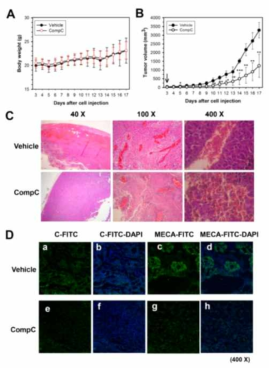CompC inhibited B16-F1 tumor growth and angiogenesis in C57BL/6 mice