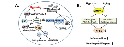 Hypoxia activates AMPK directly by increasing the AMP:ATP ratio or indirectly via SIRT1 activation(A) and the AMPK pathway links hypoxia and aging to NFκB signaling, inflammation, and healthy lifespan (B)
