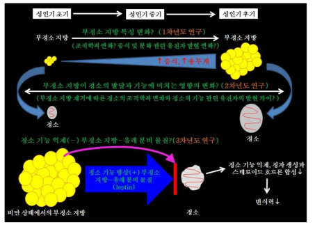 제안된 연구 계획의 이론적 연구모델 모식도