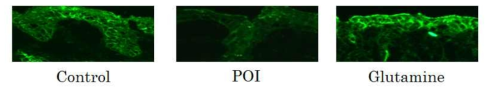 Expression of claudin-1 on immunofluorescence staining of control, POI 6hours, and glutamine 500mg administration group