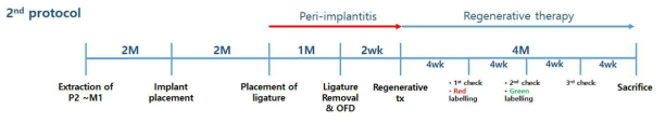 지연임플란트 식립술 실험 스케줄
