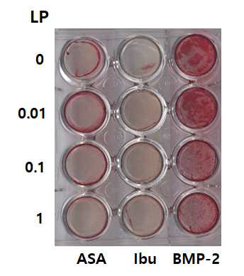 골아세포에 내독소 LP와 소염제 및 BMP-2를 14일 동안 처리한 후 Alizarin Red - S (AR-S) 로 염색하여 골분화능을 관찰한 모습. * ASA: Aspirin, Ibu: ibuprofen, BMP-2: Bone morphogenetic protien-2. AR–S 염색된 모습