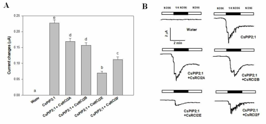 CsRCI2s 및 CsPIP2;1 단백질들의 상호작용에 의한 Xenopus laevis oocyte 막 전위 변화. CsRCI2A, CsRCI2B, CsRCI2E, CsRCI2F, 그리고 CsPIP2;1의 cRNA를 합성하여 단백질 조합별로 12.5 ng 씩 각각 10개의 oocyte에 주입후 ND96 용액에 24시간 배양하였다. TEVC 실험을 통해 막 전위의 변화를 측정하였으며(A), 처리 전후에 따른 oocyte의 실시간 전위 변화(raw trace)를 기록 및 표기하였다(B)