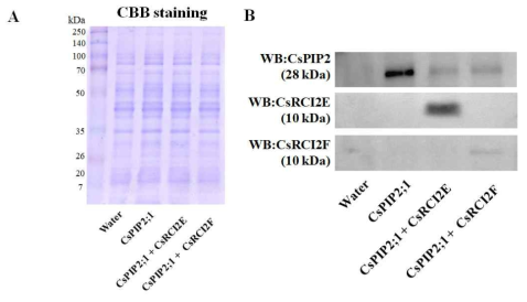 CsRCI2s-CsPIP2;1 상호작용에 의한 Xenopus laevis oocyte 내 CsPIP2;1 분포변화 분석. CsRCI2A, CsRCI2B, CsRCI2E, CsRCI2F, 그리고 CsPIP2;1의 cRNA를 합성하여 단백질 조합별로 12.5 ng 씩 각각 20개의 oocyte에 주입 후 ND96 용액에 24시간 배양하였다. 배양된 oocyte들은 원심분리기를 통해 파열시켰으며, ND96 수용액으로 세척 후 침전된 oocyte 막의 파편을 수집하는 과정을 3회 반복하였다. 수집된 oocyte의 막으로부터 total protein을 분리하였으며, SDS-PAGE를 통해 균일한 단백질 정량을 확인하였다(A). CsPIP2, CsRCI2E, CsRCI2F 항체를 이용하여 western-blot 분석을 실행 하였으며, 단백질 밴드의 밀도(integrated density value) 변화를 G-box documentation system 및 소프트웨어를 활용하여 확인하였다