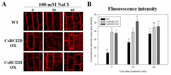 FM4-64 및 BFA 처리를 이용한 CsRCI2 과발현 식물체에서 vesicle 분포 변화량 조사. 수경재배를 통해 생육한 Wild type(WT) 및 CsRCI2D/H OX 카멜리나 1주묘를 각각 30분간 BFA(50 μM) 및 FM4-64(2.5 μM) 배지(1/2 MS)에 배양하였으며, 100 mM NaCl이 처리된 1/2 MS 액체배지로 이동시켰다. NaCl 처리 후 0, 30, 그리고 60 분 간격으로 뿌리의 정단부를 샘플링 하여 confocal laser microscope를 통해 세포내 vesicle 분포를 촬영 하였으며(A) FM4-64 fluorescence intensity를 imageJ 소프트웨어를 이용하여 측정하였다(B). 측정값의 유의성은 Tukey‘s test를 통해 분석되었다 (p-value < 0.05)