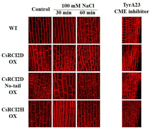 CsRCI2s 과발현 카멜리나의 vesicle 분포 변화와 CME 연관성 분석. 수경재배를 통해 생육한 Wild type (WT) 및 CsRCI2D, CsRCI2D no-tail, CsRCI2H OX 카멜리나 1주묘를 각각 30분간 BFA (50 μM) 및 FM4-64 (2.5 μM) 배지(1/2 MS)에 배양하였으며, 100 mM NaCl이 처리된 1/2 MS 액체배지로 이동시켰다. NaCl 처리 후 0, 30, 그리고 60 분 간격으로 뿌리의 정단부를 샘플링 하여 confocal laser microscope를 통해 세포내 vesicle 분포를 촬영 하였으며, FM4-64 fluorescence intensity를 imageJ 소프트웨어를 이용하여 측정하였다. TyrA23 (50 μM)은 BFA 및 FM4-64 처리 전에 1시간 동안 처리되었으며, 그 후 control 조건에서 vesicle 분포를 촬영하였다