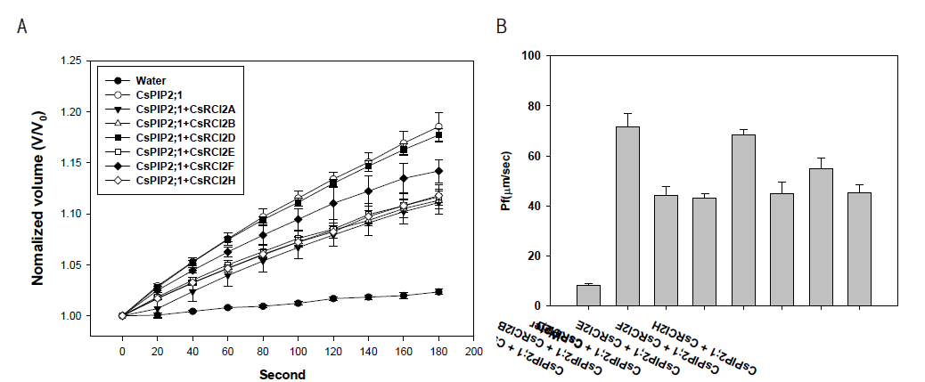 CsRCI2s 및 CsPIP2;1 단백질들의 상호작용에 의한 Xenopus laevis oocyte 수분수송 활성도 변화. CsRCI2A, CsRCI2B, CsRCI2D, CsRCI2E, CsRCI2F, CsRCI2H,그리고 CsPIP2;1의 cRNA를 합성하여 단백질 조합별로 12.5 ng 씩 각각 10개의 oocyte에 주입후 ND96 용액에 24시간 배양하였다. ND96의 농도에 따른 oocyte의 swelling 수준을 20초 단위로 총 180초 동안 촬영하여 표면적을 측정하였으며(A) 수분수송 활성도 변화를 계산하였다(B)
