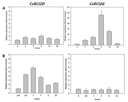 저온 및 고온 스트레스에 대한 CsRCI2D 및 CsRCI2G 유전자의 발현 변화. 카멜리나 1주묘에 저온 (4℃, A) 및 고온 (37℃, B)을 처리하였으며, 처리 시간 별 유전자 발현변화를 qRT-PCR 실험을 통해 분석하였다