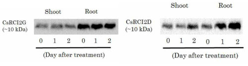 저온 및 고온 스트레스에 따른 CsRCI2G 및 CsRCI2D 단백질의 발현 분석. 일주일간 수경재배된 카멜리나 유묘에 고온 37℃ (A) 및 저온 4℃ (B) 처리 후 0, 1, 2 간격으로 원형질막 단백질을 분리하였다. 정제된 원형질막 단백질들은 SDS-PAGE 후 PVDF membrane (0.45μm pore)에 이행되었으며, CsRCI2D 및 CsRCI2G 항체 (anti rabit IgG)를 사용하여 western-blot 분석을 수행하였다