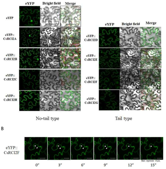 담배 잎에서 e-YFP-CsRCI2s 융합 단백질들의 localization 관찰. CsRCI2 단백질들의 N-terminnal에 eYFP 형광단백질이 융합되도록 p35S-FAST vector에 클로닝 하였으며 agrobacterium (GV3101)에 형질전환 하였다. 담배 잎에 agrobacterium을 주입시킨 후 36시간 동안 배양하였다. 형광단백질의 신호는 laser confocal microscope를 통해 관찰 하였으며, eYFP-CsRCI2s 단백질의 세포내 위치 (A) 및 vesicle trafficking(B)을 촬영하였다