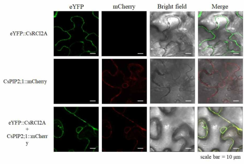 담배 잎에서 eYFP-CsRCI2s 및 CsPIP2;1-mCherry 융합 단백질들의 localization 관찰. CsRCI2A 및 CsPIP2;1을 각각 다른 파장의 형광단백질인 eYFP 및 mCherry에 클로닝 하였으며, agrobacterium GV3101에 형질전환 하였다. 담배 잎에 GV3101을 형질전환 시킨 후 38시간 동안 배양 하였다. 형광단백질의 신호는 laser confocal microscope를 통해 관찰 하였으며, eYFP 및 mCherry에 해당하는 두 가지 광원을 조사하였다. 오른쪽 하단의 스케일 바의 크기는 10 μM를 지시한다