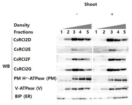 NaCl 스트레스 하에서 CsRCI2 단백질들의 주요막 별 발현 위치 분석. 카멜리나 7일묘에 150 mM NaCl을 24시간 동안 처리한 후 total membrane fraction을 추출하였으며, sucrose density gradient를 이용하여 세분화된 막으로 분리하였다. Sucrose density gradient는 16, 24, 34, 40%의 층으로 구성되어 있으며, 초고속 원심분리 후 총 5개의 membrane fraction으로 추출하였다. 원형질막, 액포막, 소포체막의 위치는 각각 대표단백질인 PM H+-ATPase, V-ATPase, 그리고 BIP를 이용하여 확인하였다. FR별 CsRCI2D/E/F/G 단백질들의 축적량은 각각 단백질의 항체를 이용한 western-blot (WB) 분석으로 확인하였다