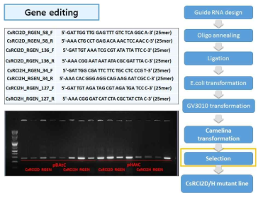 CRISPR/Cas9 system을 이용한 CsRCI2D/H KO 형질전환체 생성 과정