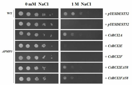 CsRCI2A/E/F 단백질의 ΔPMP3 yeast complementation 실험 결과