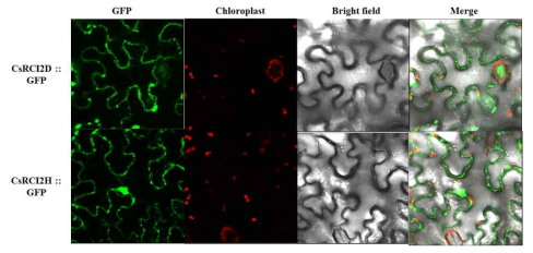 CsRCI2D 및 CsRCI2H 단백질의 GFP-fusion protein subcellular localization 실험 결과