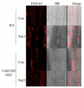 100 mM NaCl 유무에 따른 WT 및 CsRCI2H OX 카멜리나 뿌리의 BFA related vesicle trafficking 관찰 결과