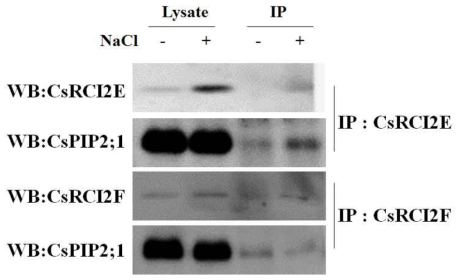 150 mM NaCl 처리 카멜리나 1주묘 원형질막 단백질에서 CsRCI2E/F와 CsPIP2;1의 Co-IP blot 실험 결과