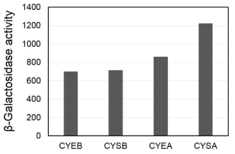 encA-lacZ fusion의 여러 배지에서의 발현. encA-lacZ fuison을 가진 M. xanthus KYC905을 CYE 액체배지(CYEB), CYS 액체배지(CYSB), CYE 한천평판배지(CYEA), CYS 한천평판배지 (CYSA)에서 3일간 배양한 후 β-galactosidase specific activity를 측정하였다. One unit of β-galactosidase specific activity = nanomoles of o-nitrophenol produced/min/mg protein