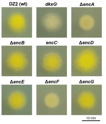 enc 변이주들의 집락 모습. M. xanthus DZ2 (wild type), KYC933 (dkxG⁻), KYC735 (ΔencA), KYC734 (ΔencB), KYC902(encC⁻), KYC931 (ΔencD), KYC545 (ΔencE), KYC749 (ΔencF), KYC750 (ΔencG) 균주 배양액 1 μl을 CYS 한천배지 위에 올려놓고 32℃에서 2일간 배양한 후 관찰