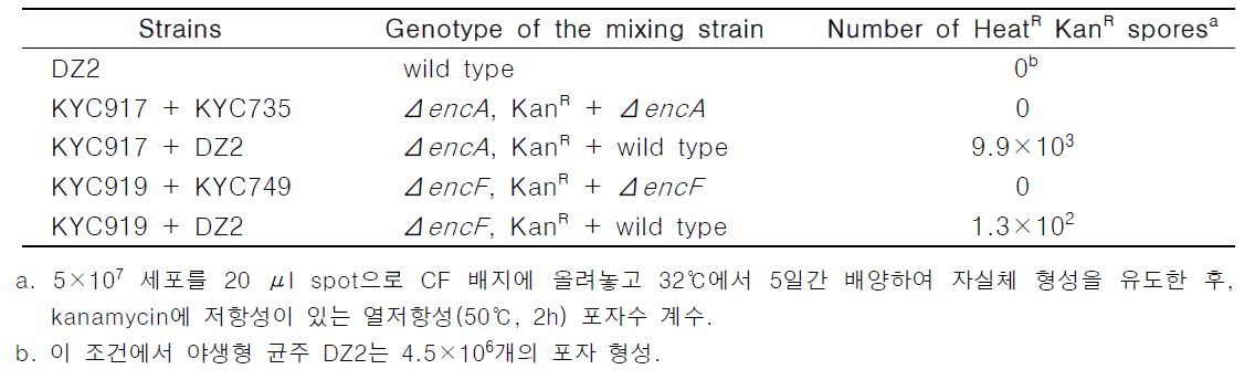 야생형 균주에 의한 encA와 encF 삭제변이주 포자형성의 extracellular complementation