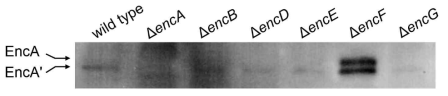 enc 삭제변이주에서의 EncA 단백질 발현