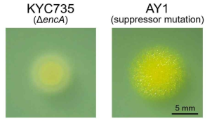 encA와 encF 삭제변이의 억제자 변이주의 집락 모습. M. xanthus KYC735 (Δ encA)와 억제자 변이를 가진 AY1 균주 배양액 1 μl를 CYS 한천배지 위에 올려놓고 32℃에서 2일간 배양한 후 관찰