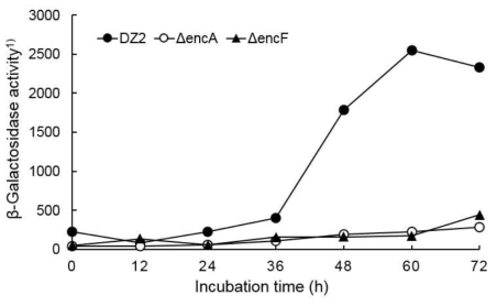 encA와 encF 삭제변이가 fibA-lacZ fusion의 발현에 미치는 영향 nanomoles of o-nitrophenol produced/min/mg protein