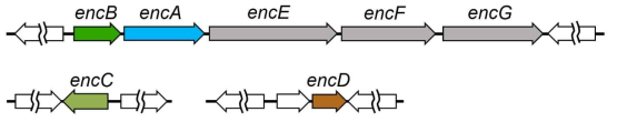 M. xanthus의 인캡슐린 구성 유전자(encA~D)와 관련 유전자들(encE~G)
