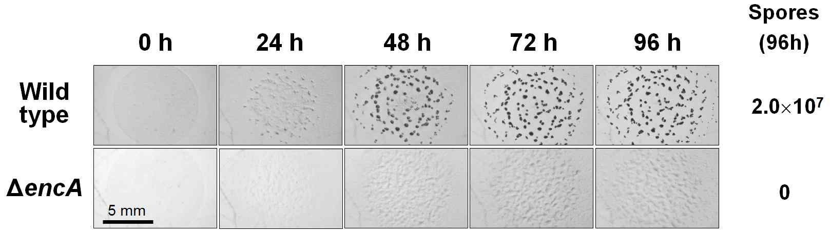 encA 유전자 삭제변이에 의한 자실체 형성능 상실. 1×108 마리의 세포를 20 μl spot으로 자실체 유도배지에 올려놓고 배양하면, 시간이 지남에 따라 수십만 마리의 세포들이 모여서 사진에서 검은색 점들로 보이는 다세포 자실체를 형성하고, 개별 세포들은 자실체 내부에서 포자로 변형된다. 오른쪽 숫자는 96시간 후 20 μl spot에서 생성된 포자들의 숫자이다[Kim et al., 2009]