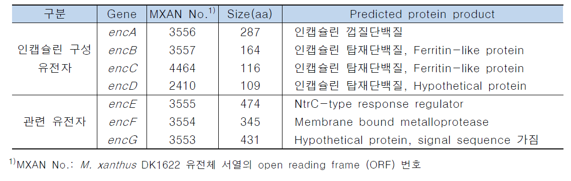 점액세균 M. xanthus의 인캡슐린 유전자와 이들의 산물