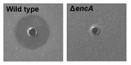 encA 유전자 삭제변이에 의한 Cystobacter fuscus에 대한 박테리오신 활성 상실