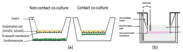 혈관내피세포와 심근세포의 공배양 연구 모식도 (a), TEER measurement with chopstick electrodes (b)