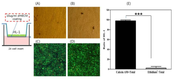 Assessment of viability. HL-1 cell cultured on F/G (A,C) or dHtECM(B,D) coated NFM. Viability of HL-1 cells of dHtECM coated PCL nanofiber membrane (E)