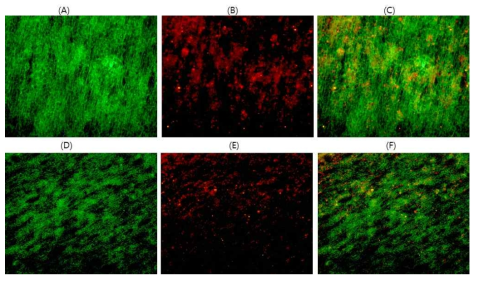 PCL NFM의 dHtECM 코팅이 심근세포 (HL-1)의 cardiac-specific 단백질 발현에 미치는 영향. Fibronectin/Gelatin (A, B, C) or dHtECM (D, E, F) coating on PCL. Alexa Fluor 488 phalloidin (F-actin; A,D), Connexin43 (B, E), Merge image (C, F)