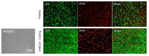 Assessment of viability. HUVECs culture on dHtECM coated (10ug/ml) Nano-fiber membrane