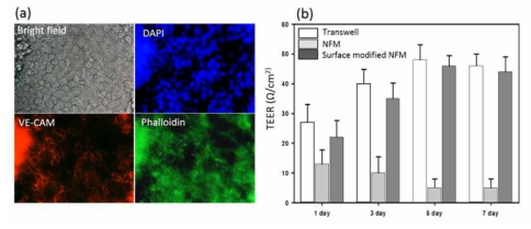 Cell-cell junctions on the ultra-thin PCL nanofiber membrane surface immobilized with collagen type I (a) and TEER measurement of HUVEC in 4 different time points