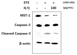 흑차추출물이 proapoptotic markers (cleaved caspase 3 의 발현을 억제함