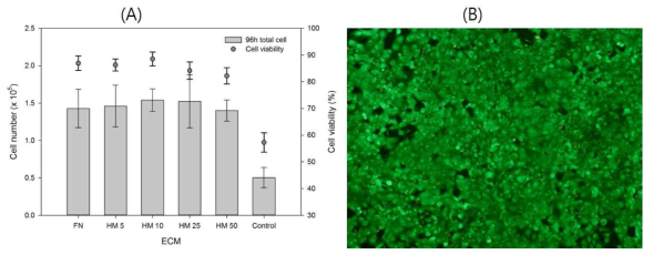 dHtECM 의 농도별 심근세포의 증식율 및 Viability 비교