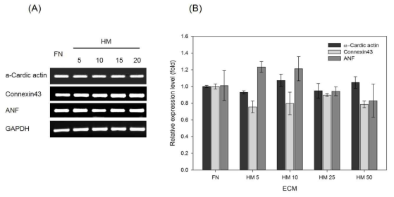 dHtECM 이 심근세포 (HL-1)의 cardiac-specific 유전자의 발현에 미치는 영향