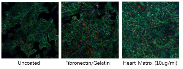 dHtECM 이 심근세포 (HL-1)의 cardiac-specific 유전자인 Connexin43의 발현에 미치는 영향. Immunofluorescence stain, Red : Cx43, Green : actin, Blue: DAPI