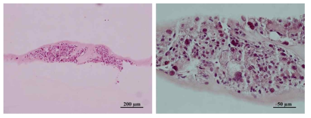 HL-1 cardiomyocyte grown on dHtECM gels for 7 days