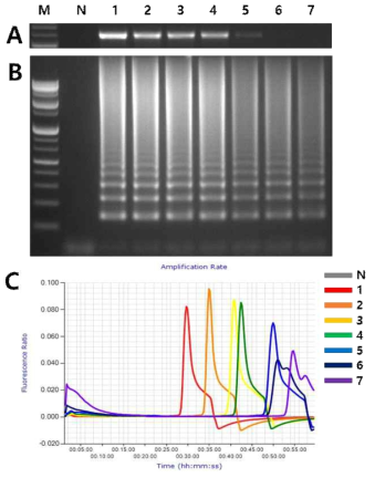 The sensitivity comparison with conventional RT-PCR and RT-LAMP PCR to detect PMMoV. Agarose gel electrophoresis of (A) RT-PCR and (B) RT-LAMP, (C) Real-time monitoring of RT-LAMP. M, 1kb(+) DNA ladder marker; N, negative control; 1, 1ng/μl; 2, 1*10-1ng/μl; 3, 1*10-2ng/μl; 4, 1*10-3ng/μl; 5, 1*10-4ng/μl; 6, 1*10-5ng/μl; 7, 1*10-6ng/μl. Loopamp RNA amplification kit(EIKEN Co. Ltd, Japan) was used