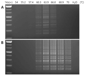 Result of gradient RT-LAMP PCR with MP2 primer and comparison reaction time between 30min and 60min. (A) 30 min and (B) 60 min. The 10x isothermal buffer (New England Biolabs Ltd., UK) was used for gradient RT-LAMP PCR