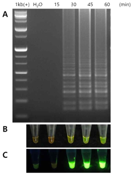 Result of reaction time with MP SET2 primer. (A) Electrophoresis, amplified products added SYBR green I after the reaction (B) under the daylight and (C) under the UV light. Negative control (H2O) was incubated for 60 min. The 10x isothermal buffer (New England Biolabs Ltd., UK) was used